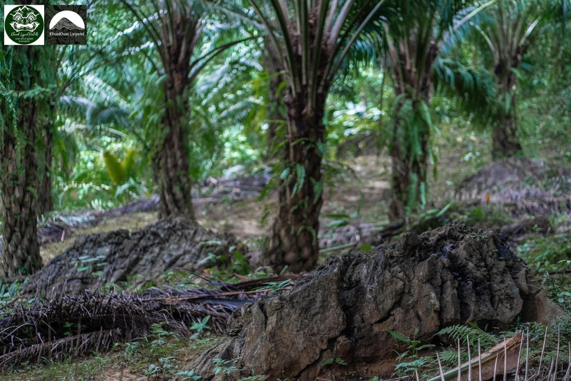 Khao Sok National Park Khaosok Legend 빌라 외부 사진